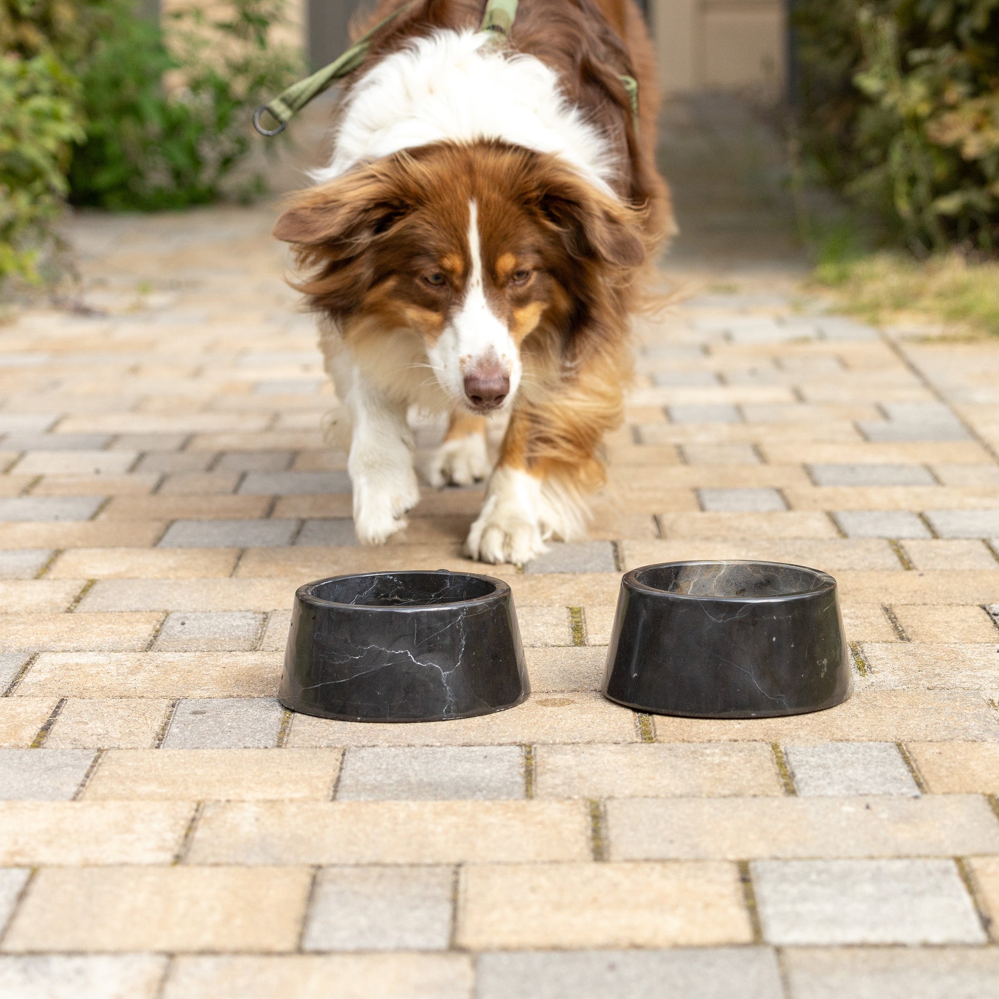 Lebendiges Lifestyle-Bild des luxuriösen Hundenapfs aus schwarzem Marmor von Marmonix, aus dem ein Hund frisst, perfekt integriert in ein stilvolles und modernes Zuhause.