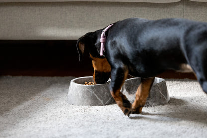 Authentische Ambiente-Aufnahme des kleinen grauen Marmor-Futternapfs von Marmonix, während ein Hund daraus frisst, um das edle Haustierzubehör im exklusiven täglichen Gebrauch zu zeigen.